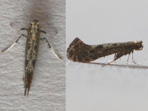 Parornix sp.